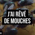 rêver de mouche